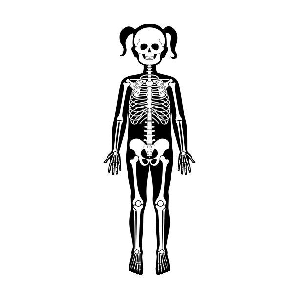 儿童女童骨骼解剖学图片下载