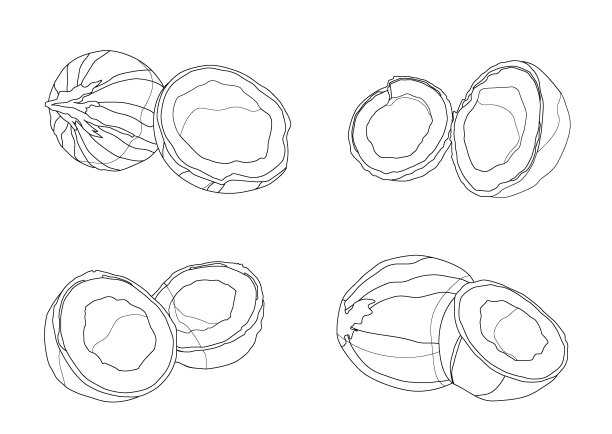 线椰子水果新鲜的白色背景插图矢量图片下载