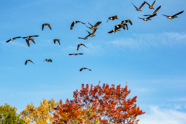 大群的加拿大鹅在秋天的色彩斑斓的树与蓝色的天空飞行。图片下载