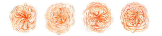 桃子和橙色水彩玫瑰花与英国玫瑰奥斯汀图片下载