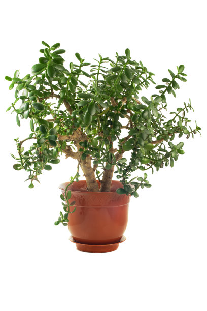 钱的树。在孤立的白色背景上的克拉苏拉家植物。图片下载