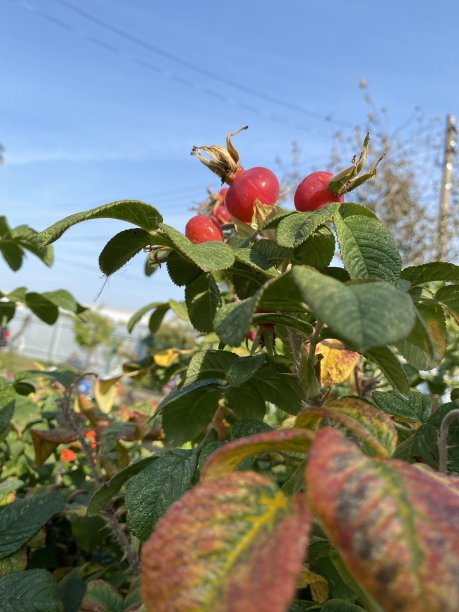 俄罗斯中部秋季植物的特写照片图片下载