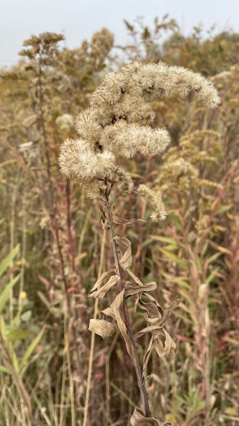 俄罗斯中部秋季植物的特写照片图片下载