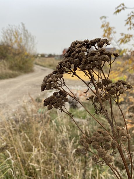 俄罗斯中部秋季植物的特写照片图片下载