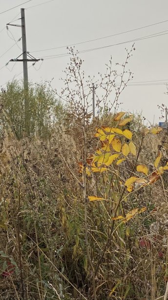 俄罗斯中部秋季植物的特写照片图片下载