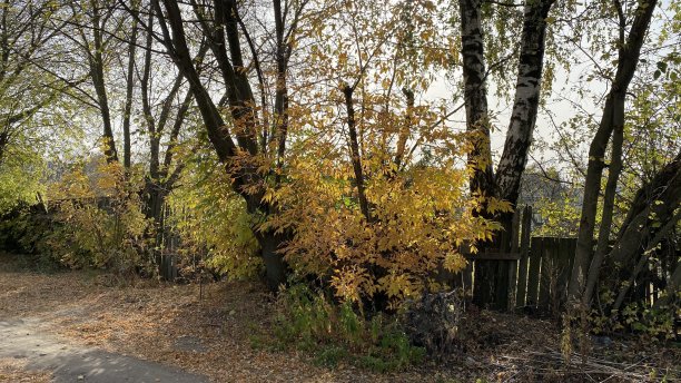 俄罗斯中部秋季植物的特写照片图片下载