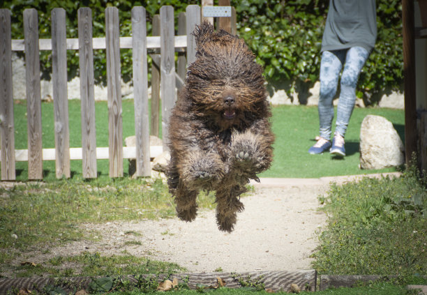 宠物水犬西班牙语图片下载
