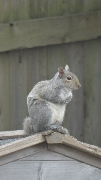野生生活图片下载