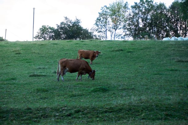 一群棕色的牛群在新鲜的绿色草地上吃草。图片下载