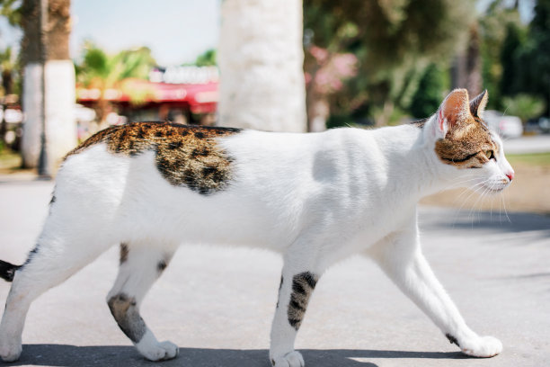 不驯养的白色和棕色的猫走在城市街道的人行道上图片下载
