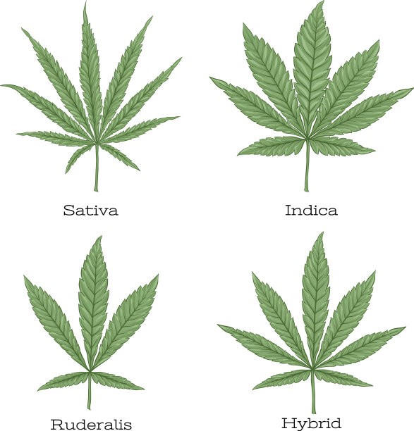 4级大麻叶集图片下载