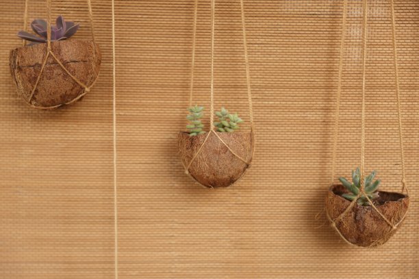 创造天然花盆的花从椰子图片下载