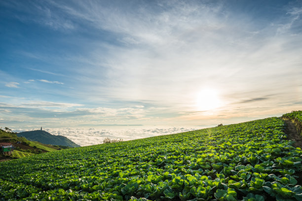 泰国的场景关于大卷心菜农场在山上，富塔伯克，泰国图片下载