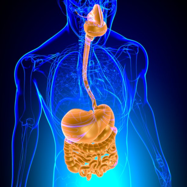 人体消化系统解剖医学概念3D图片下载