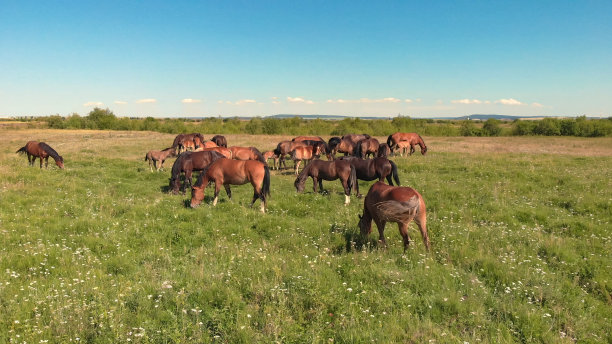 马站在绿油油的草地上，在农田里吃草，图片下载