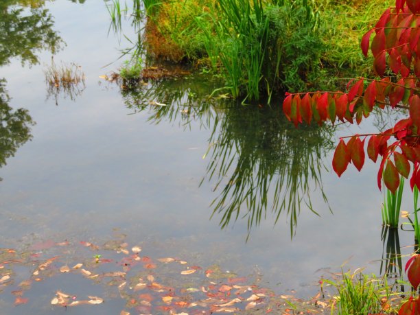 秋天树叶变色图片下载