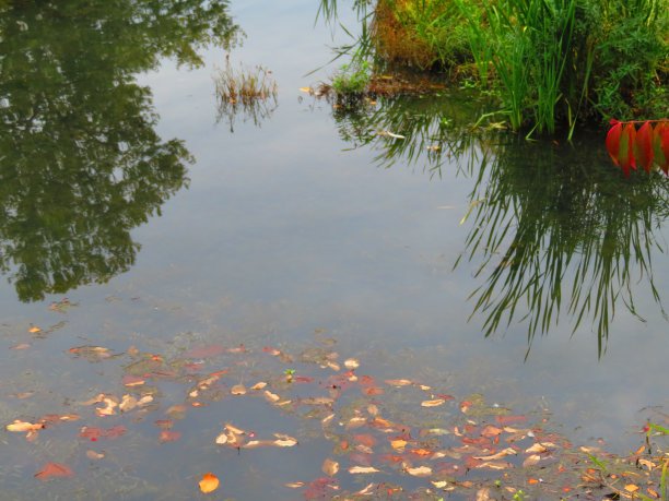 秋天树叶变色图片下载