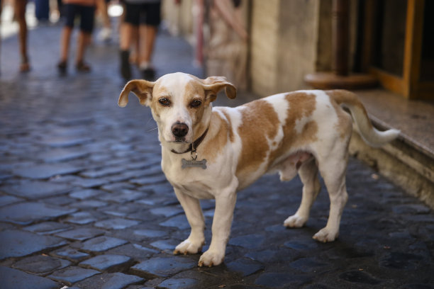 一只小狗在意大利罗马的街道上看着摄像机图片下载