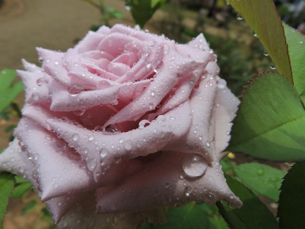 玫瑰玫瑰图片下载