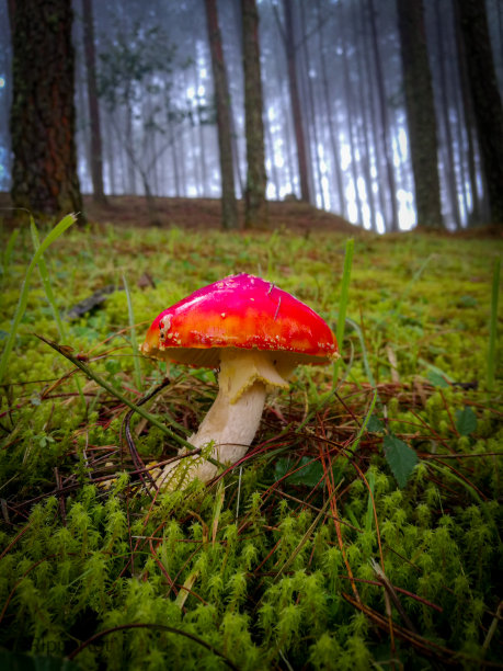 红色蘑菇2图片下载