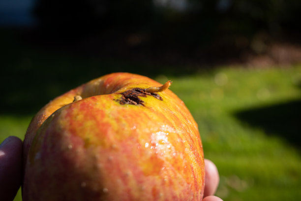 蛆虫从熟苹果里爬出来图片下载