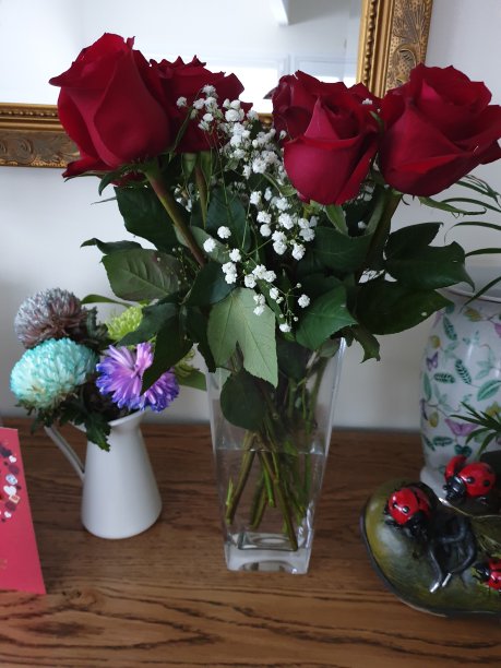 红玫瑰图片下载