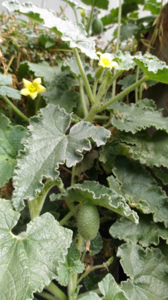 自然界的绿叶植物图片下载