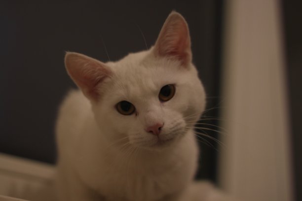 凯蒂直视镜头图片下载