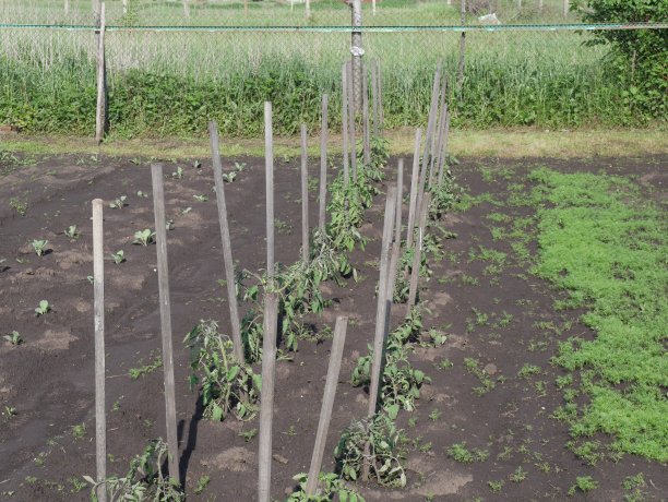 村子里的花园。农业产业。夏天。图片下载