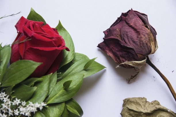 一朵美丽的鲜红玫瑰变成了干红玫瑰。开始和结束的概念。爱和分离。青年和老年。花瓣。芳香疗法。浪漫的图片下载
