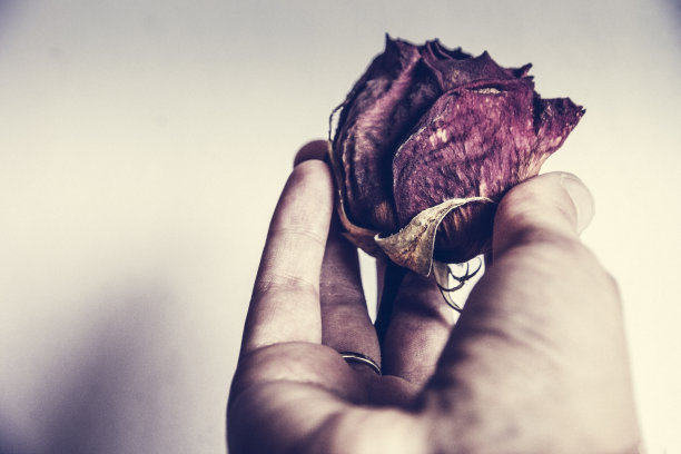 一朵美丽的鲜红玫瑰变成了干红玫瑰。开始和结束的概念。爱和分离。青年和老年。花瓣。芳香疗法。浪漫的图片下载