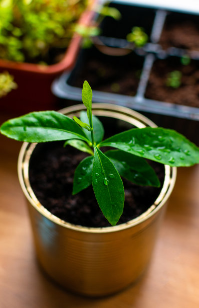 小萌芽柠檬树在一个锡罐在木桌上，特写。有选择性的重点图片下载