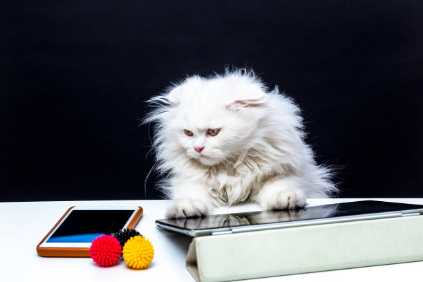 苏格兰折毛白猫在冠状病毒阴影下在家工作图片下载