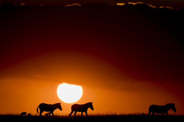 日落时分，肯尼亚马赛马拉平原上的三只斑马图片下载