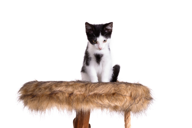 黑白相间的小猫在现代抓杆上，孤立无间图片下载