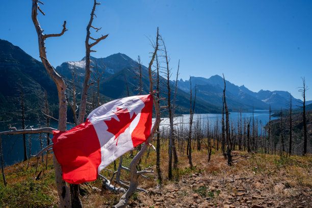 加拿大沃特顿湖国家公园，被森林大火烧毁的枯树图片下载