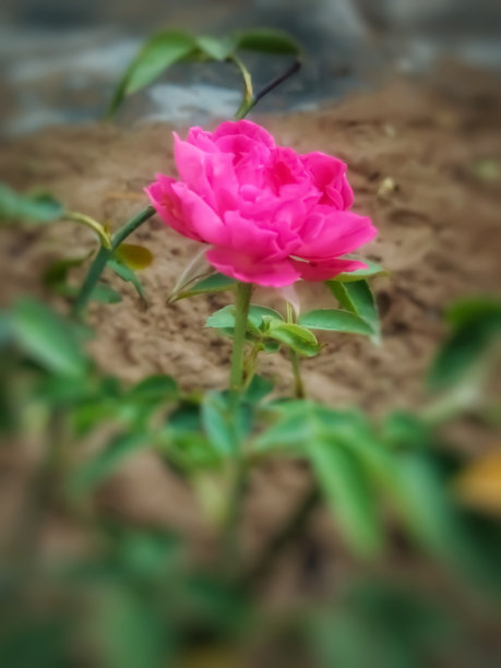 红色玫瑰图片下载