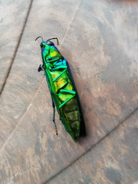 一个发光的昆虫孤立在塑料表面的特写镜头图片下载