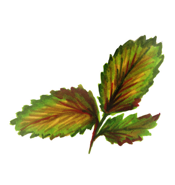 水彩秋叶孤立的白色背景。白杨树叶子的植物水彩插图。秋天的设计元素。图片下载