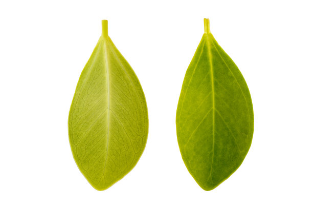 绿色灰色红树叶的正面和背面在白色的背景上剪出。图片下载