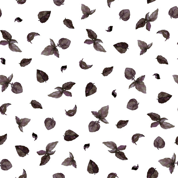 紫色罗勒叶孤立在白色上的无缝图案。水彩画插图。图片下载