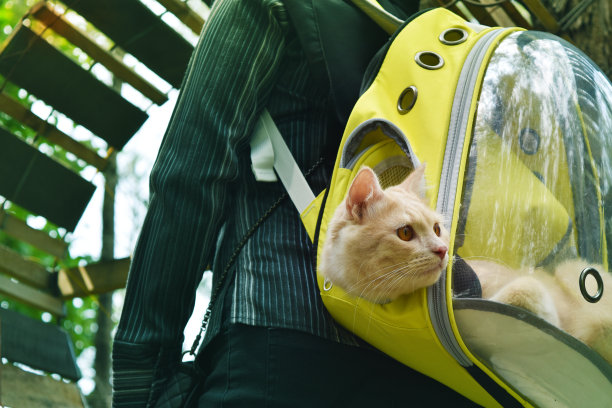 带着透明背包的猫旅行。带着宠物的概念旅行。图片下载