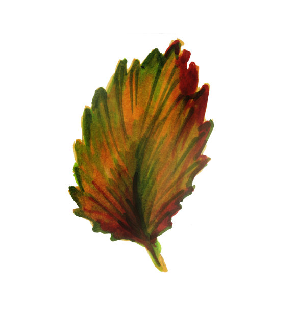 秋天的水彩叶子孤立在一个白色的背景。白杨叶植物水彩插图。秋天的设计元素。图片下载