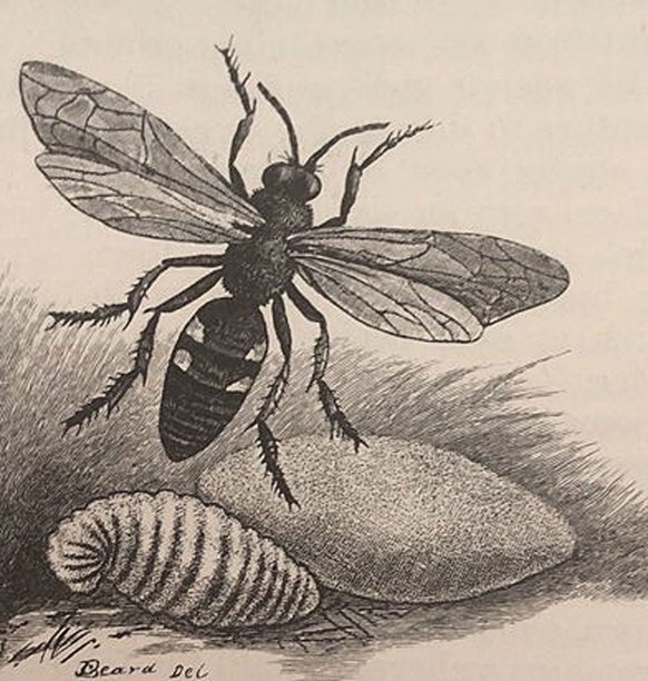 古董插图-有茧和幼虫的挖土蜂图片下载