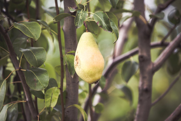 成熟的秋天梨子挂在枝头图片下载