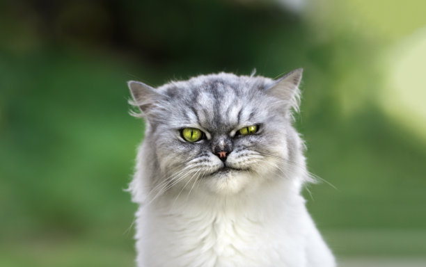 调皮的波斯栗鼠不爽猫的肖像，长着漂亮的绿色眼睛直视着镜头。关闭了。图片下载