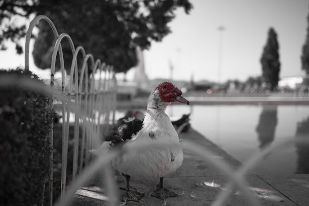 里斯本图片下载