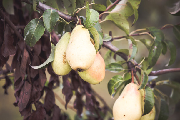 成熟的秋天梨子挂在枝头图片下载