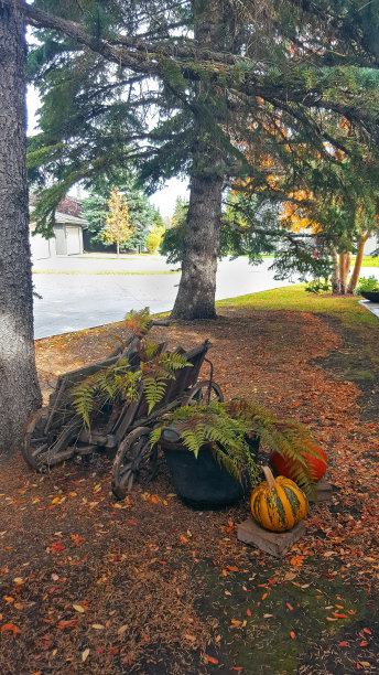 云杉下的乡村秋景图片下载