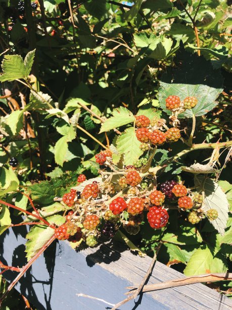 塔斯马尼亚的野草莓图片下载